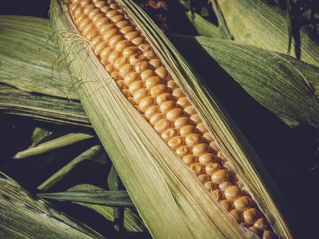 Секреты приготовления сочной кукурузы